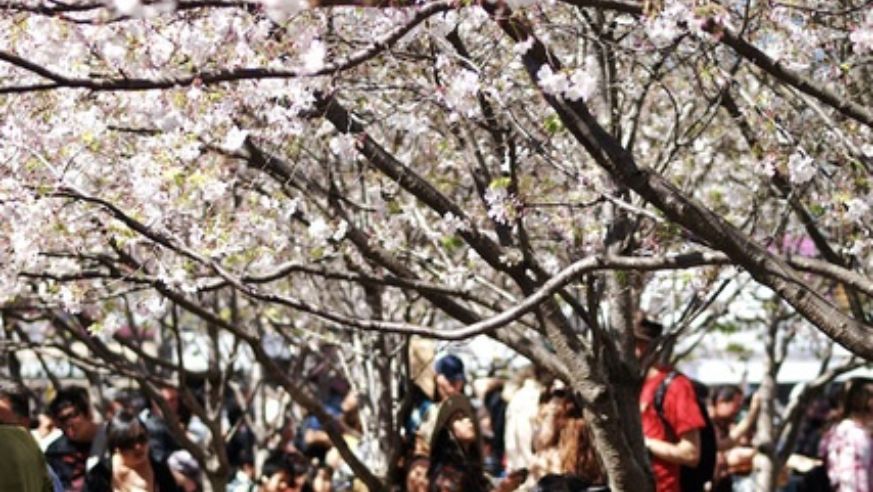 blog_100401_cherryblossoms_popup_original.jpg