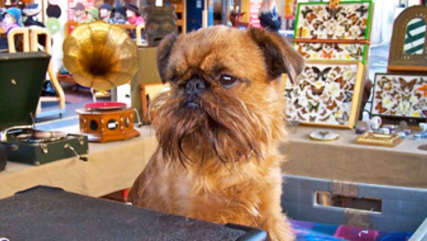 blog_100702_dog_pano_original.jpg