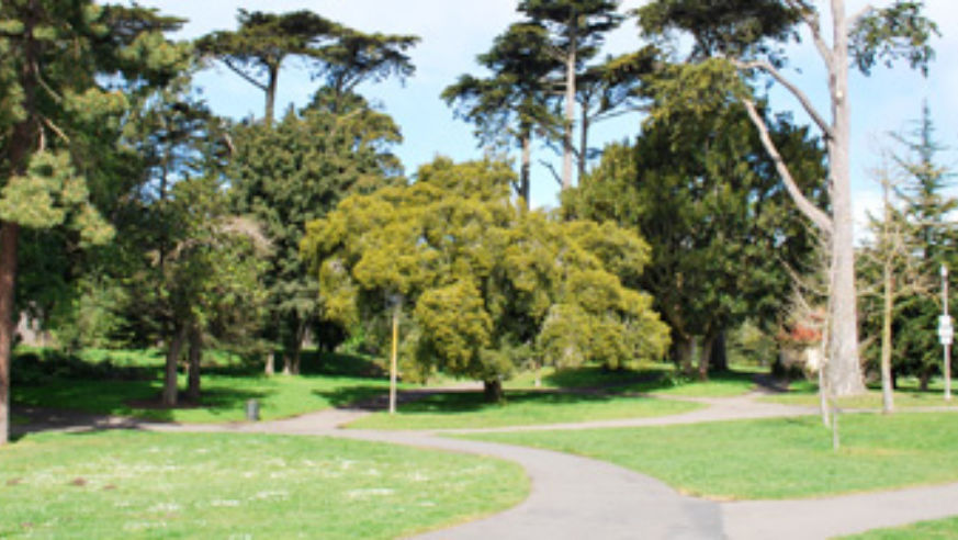 blog_100706_sanfrantrees_pano_original.jpg