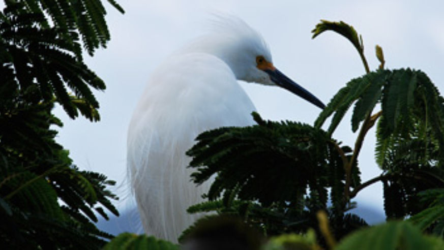 blog_101105_bird_pano_original.jpg