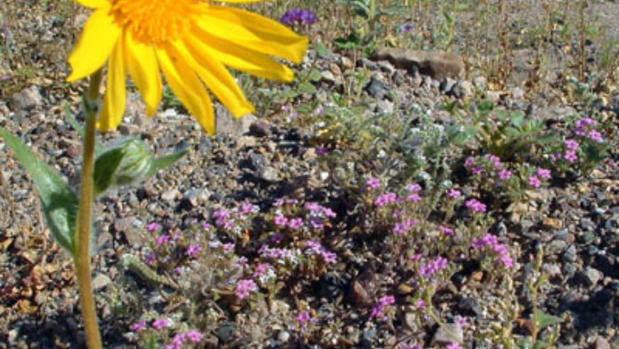 blog_110113_flower_popup_original.jpg