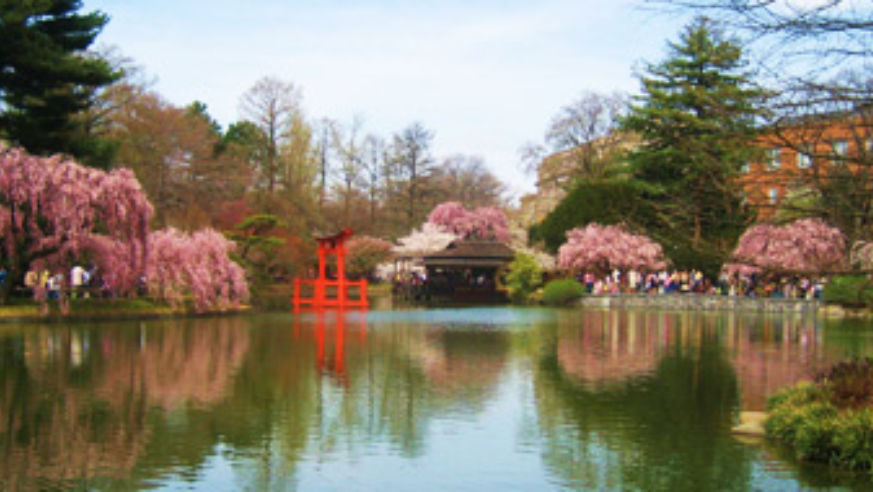 blog_110303_cherryblossom_pano_original.jpg