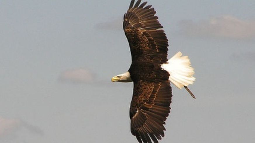blog_baldeagle_original.jpg