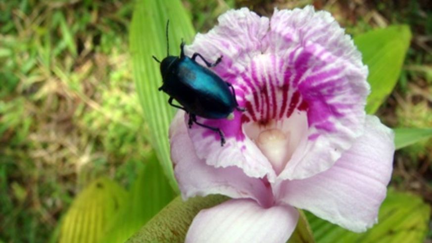 blog_bugonflower_original.jpg
