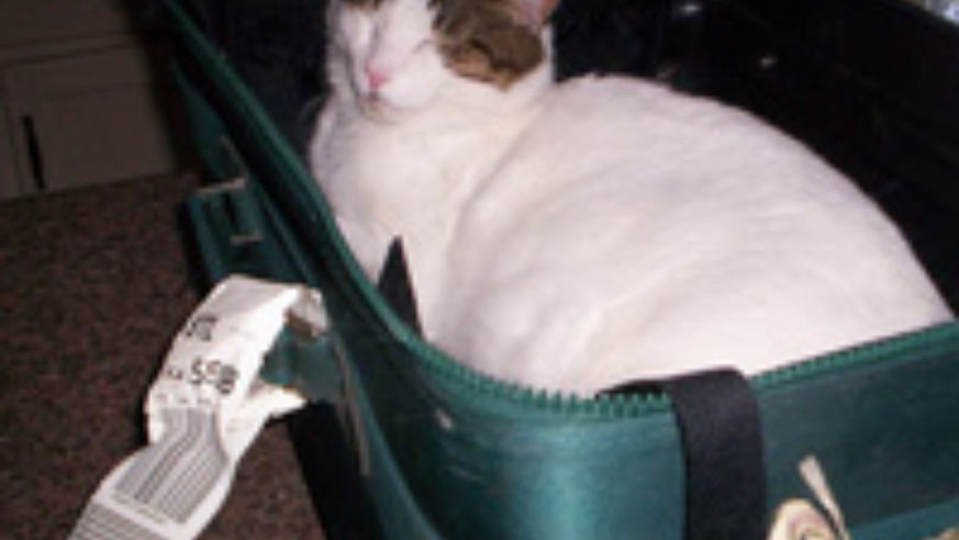 blog_catinsuitcasecropped_original.jpg
