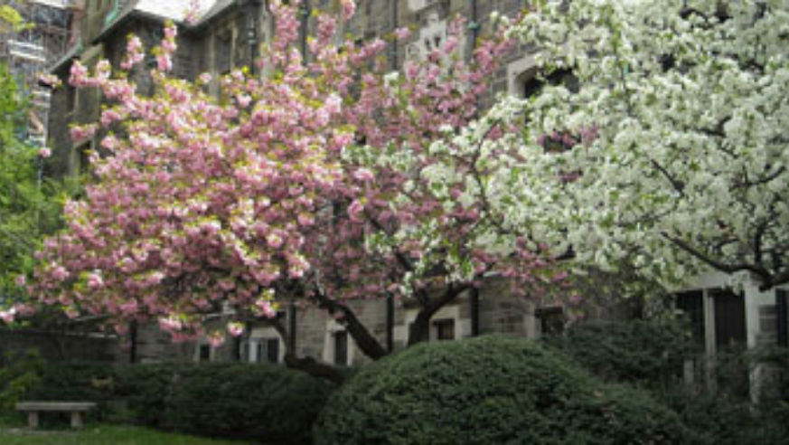 blog_cherryblossomcropped_original.jpg