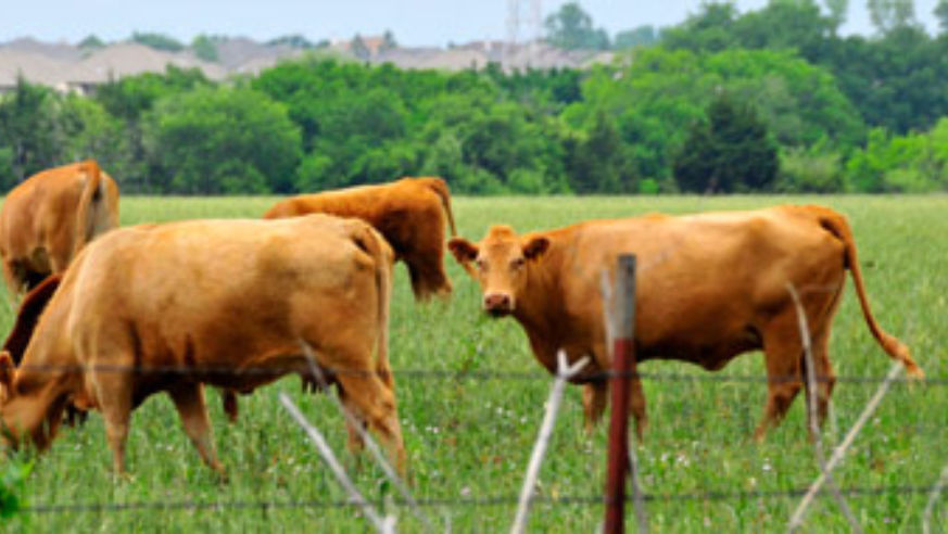 blog_cows_original.jpg