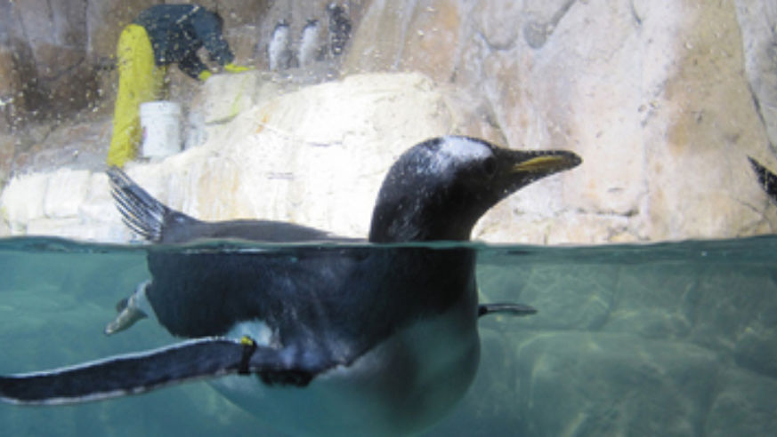 blog_croppedpenguins_original.jpg