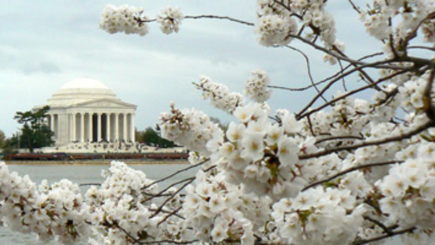 blog_dccherryblossomspic_original.jpg