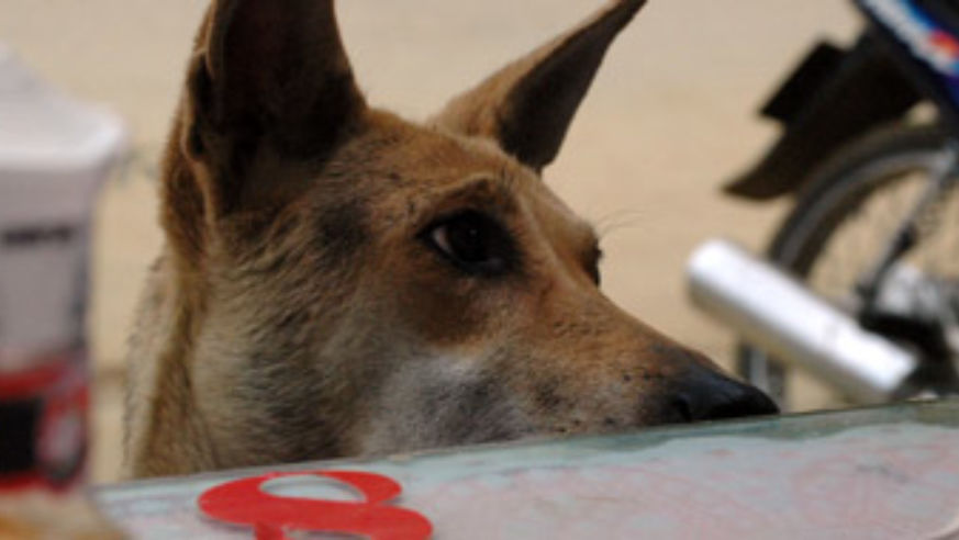 blog_doglookinghungry_original.jpg