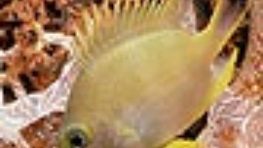 blog_fish_original.jpg
