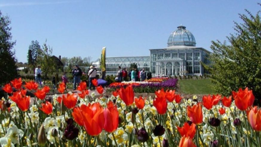 blog_ginter_tulips_original.jpg