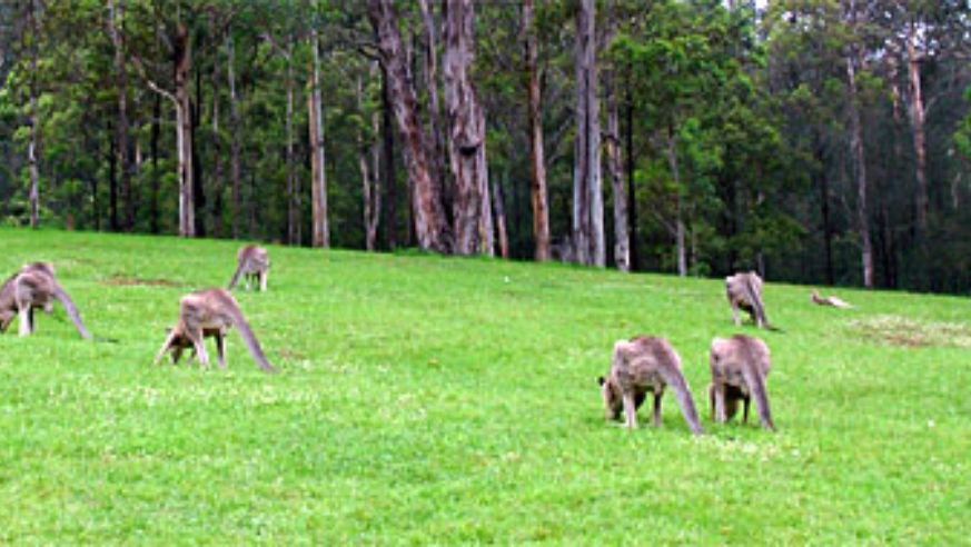 blog_kangaroos_original.jpg