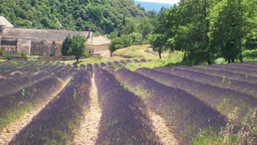blog_lavendercrop_original.jpg