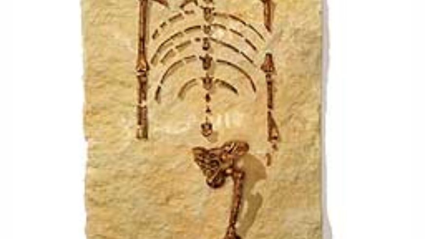 blog_lucybones256_original.jpg