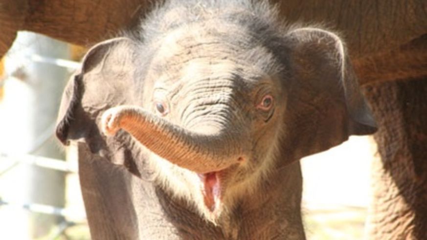 blog_mac_elephant_original.jpg