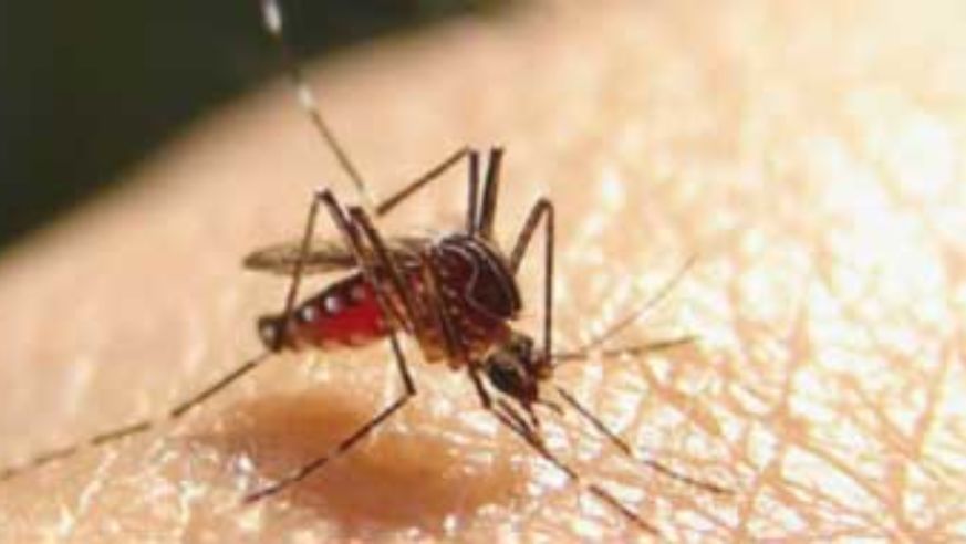 blog_mosquito_original.jpg