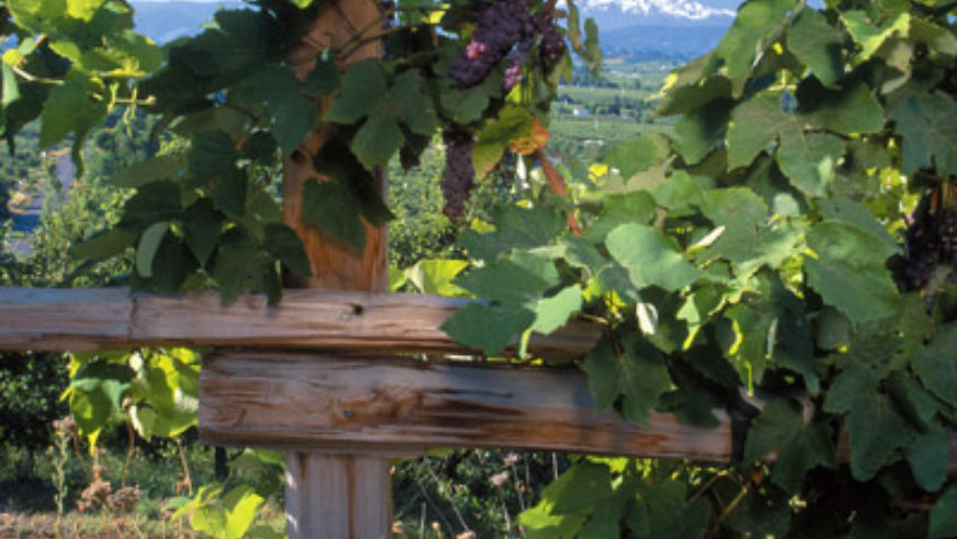 blog_mounthoodgrapevine_original.jpg