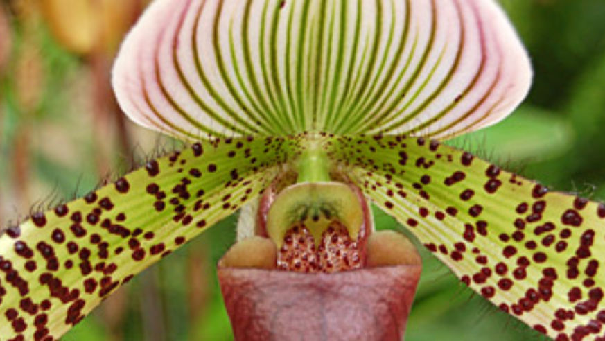 blog_orchid_original.jpg
