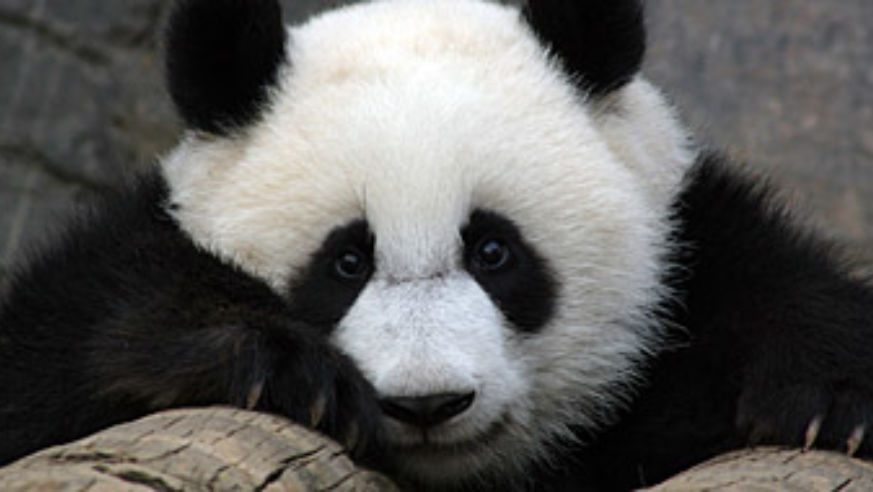 blog_panda_meilan_original.jpg