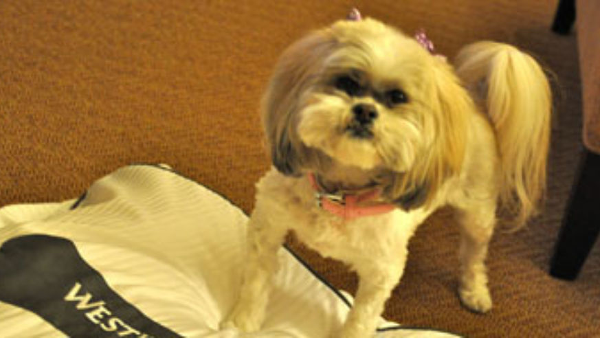 blog_pettravelcropped_original.jpg