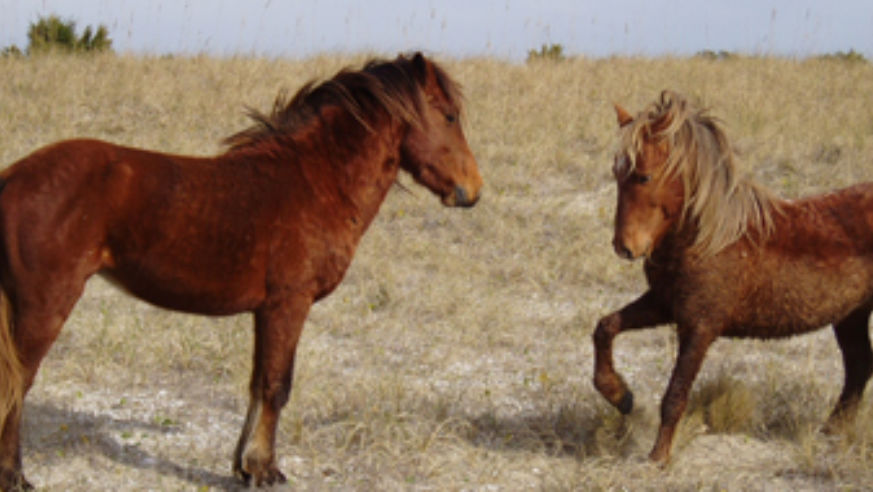blog_ponies_original.jpg