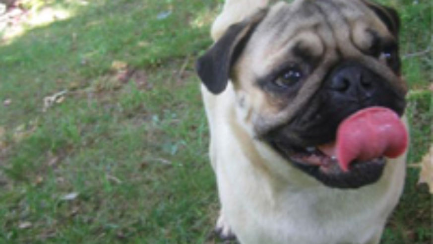 blog_pug_blog_original.jpg