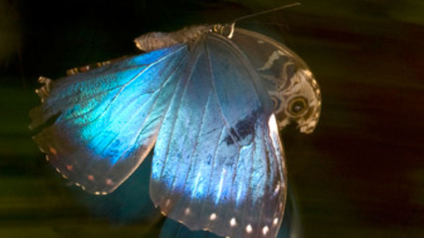 blog_sandiegobutterfly_original.jpg
