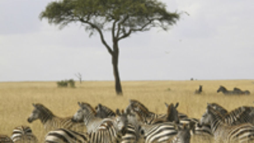 blog_serengeti_original.jpg