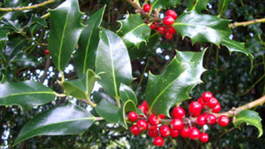 blog_sprigs_holly_original.jpg