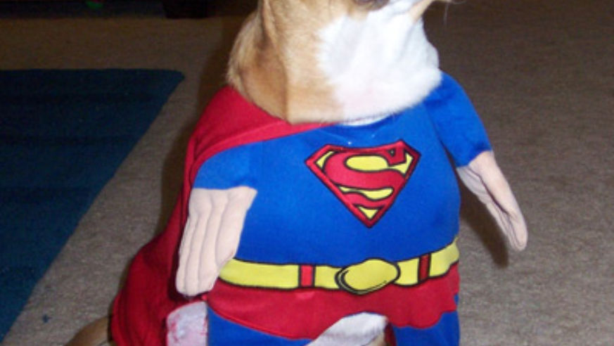 blog_superbeagle_original.jpg