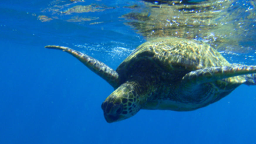 blog_turtle_original.jpg