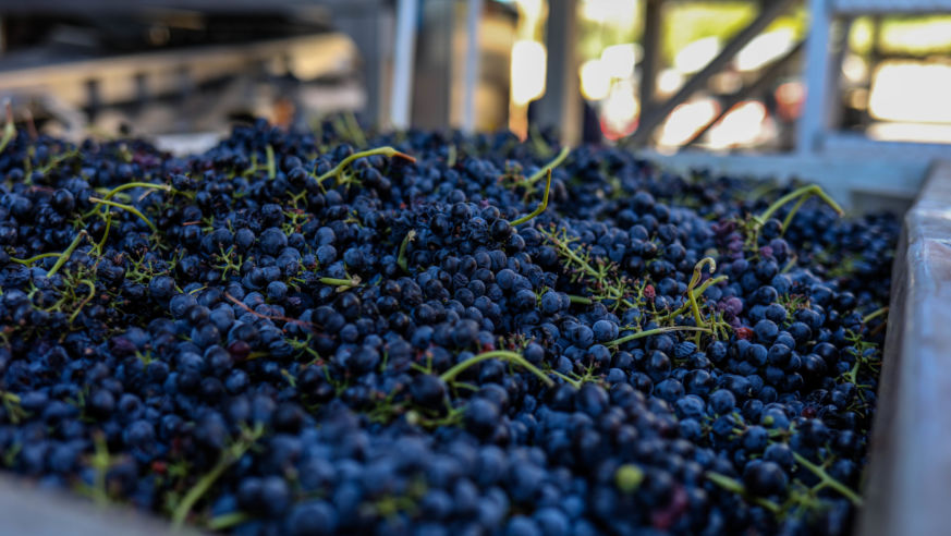 Freshly picked grapes at Booker Vineyard