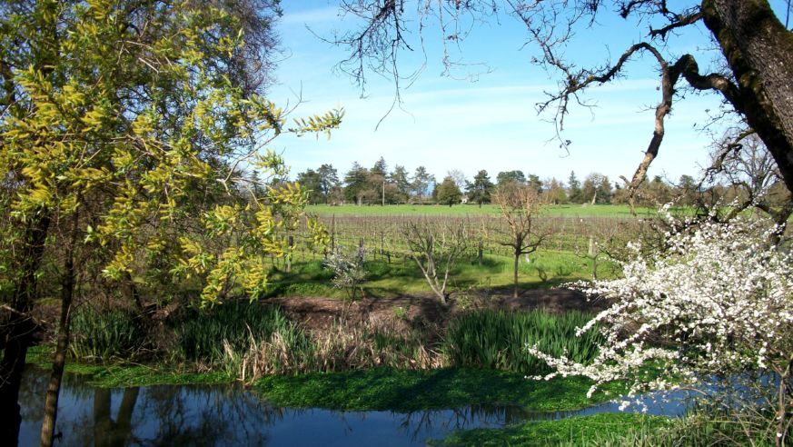 Chardonnay vineyard in spring
