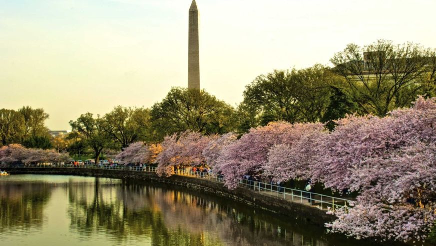 Cherry blossoms in Washington D.C.