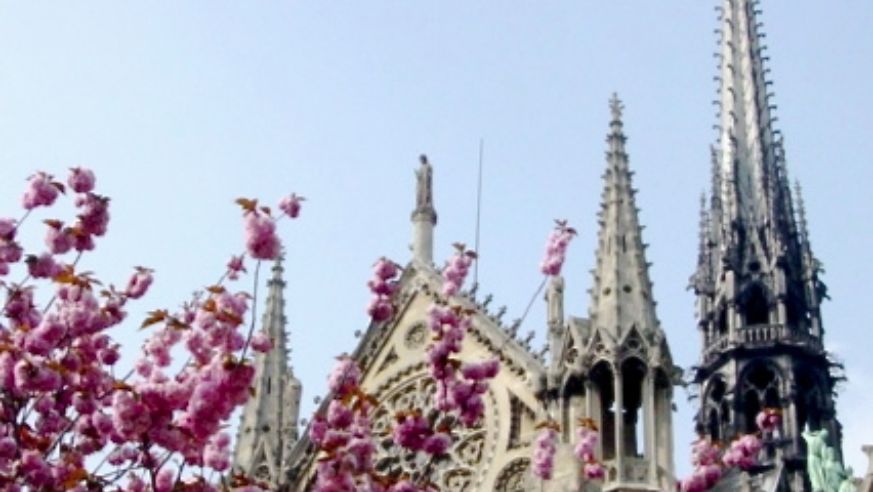 Cherry blossoms at Notre Dame
