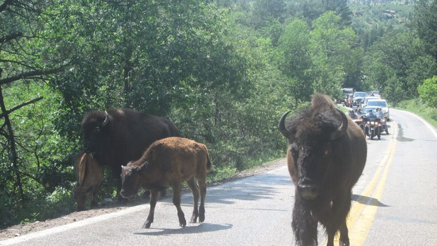 Custer State Park in South Dakota