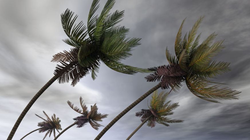 Palm trees in hurricane