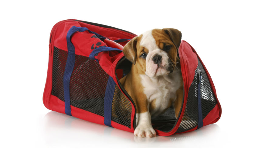 Dog in a carrier