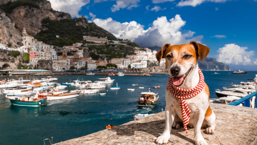 Traveling dog