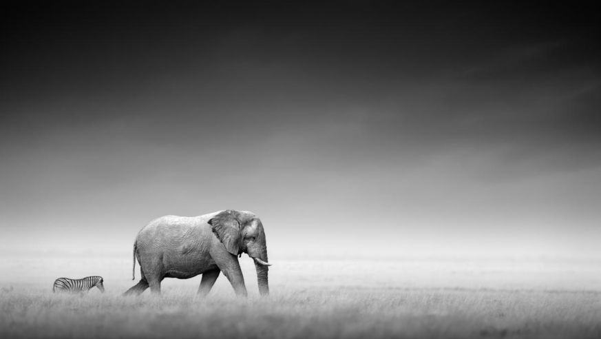 Elephant and zebra