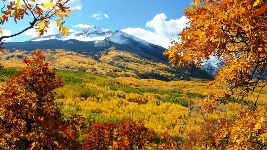Fall Foliage on Kebler Pass near Crested Butte in Colorado.