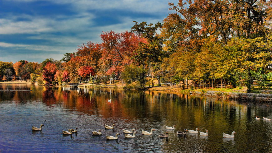 fall foliage
