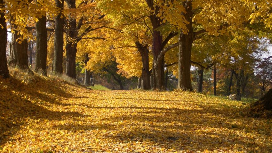 FallScenesRSS_Westchester