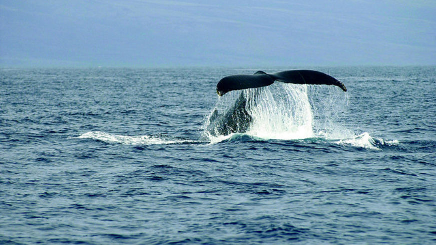 whale-watching in Maui