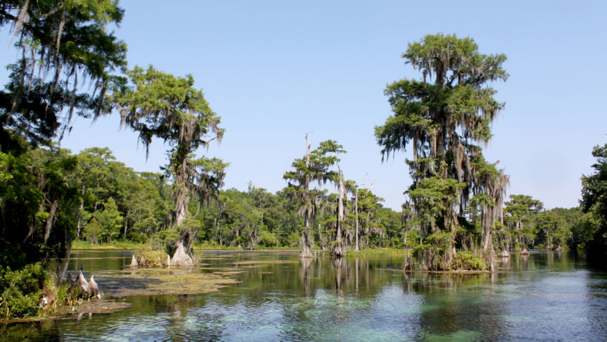 Cypress trees, Wakulla Springs in Florida