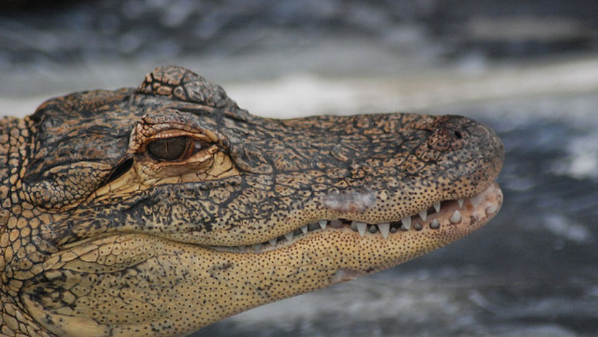 Gatorland in Florida