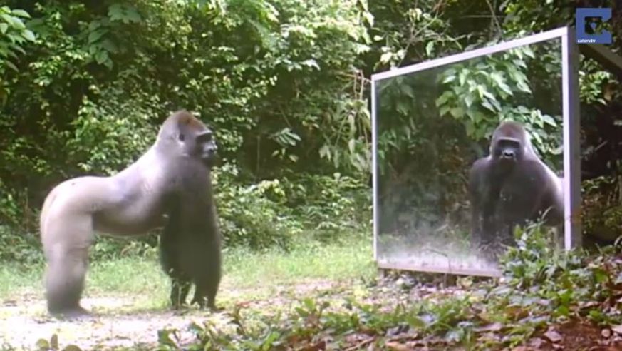 Gorilla in Africa