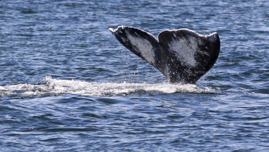 A view of a gray whale's tail in the ocean
