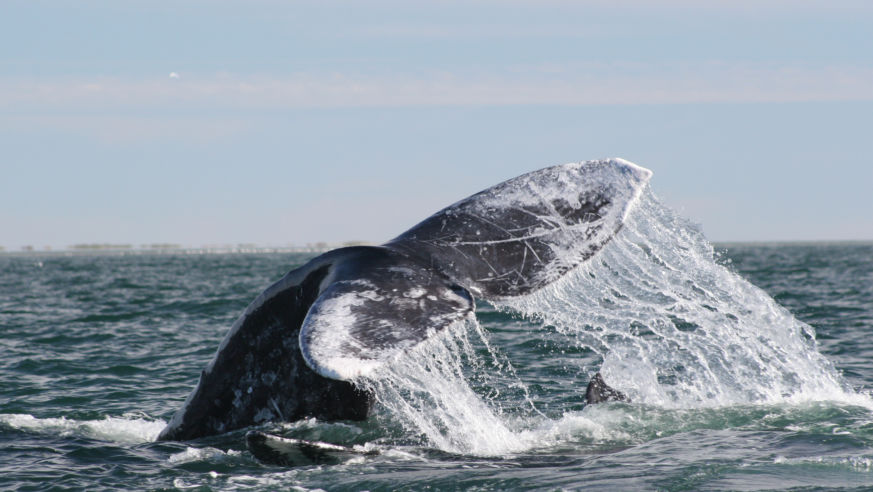 Gray Whales off the Baja Coast